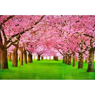 โปสเตอร์ รูปถ่าย ซากุระ วิว ธรรมชาติ Landscapes Nature POSTER 24”x35” Inch Beautiful Sakura Tree Walkway