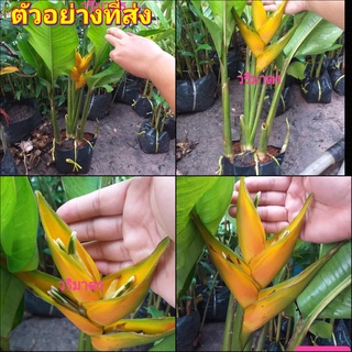 (1ต้น) ต้น ดอก เฮลิโคเนีย heliconia โดราโด้โกลด์  stricta dorado gold Tinutda