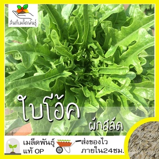 เมล็ดพันธุ์ ผักสลัด ใบโอ้ค 1000เมล็ด Oak Leaf Lettuce Seed เมล็ดพันธุ์แท้100%นำเข้าจากต่างประเทศ ปลูกผัก สวนครัว ราคาถูก