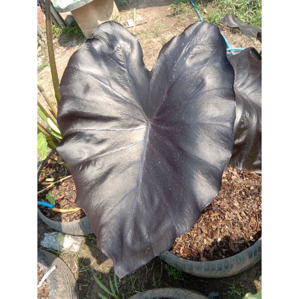 แบล็คโครอลcolocasia-black-coral