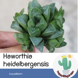 สินค้า ฮาโวเทีย Haworthia heidelbergensis 4cm ไม้อวบน้ำ แคคตัส