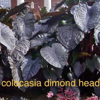 colocasia dimond head