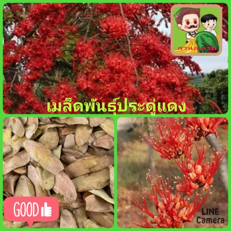 เมล็ดพันธุ์ต้นประดู่แดง-เมล็ดพันธุ์ต้นไม้ประดับ-เมล็ดพันธุ์ต้นไม้ดอก-ชุดล่ะ-20-เม็ด