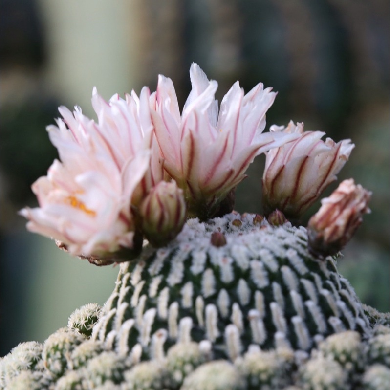 เทอบิเปค-turbinicarpus-pseudopectinatus