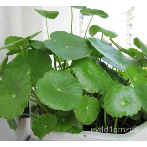 เมล็ดทองแดง50ชิ้น-hydroponic-ชุดกระถางพืชเมล็ดไม้ประดับเมล็ด-staple-ดอกไม้ชีวิตราคาถูกตกแต่ง-gardenin-เมล็ด-n92f