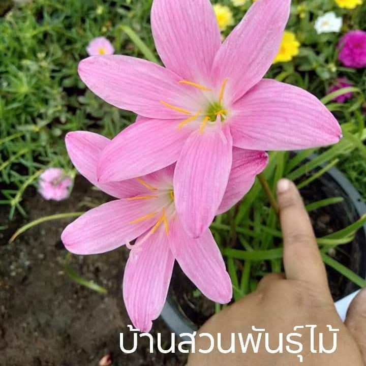 ต้นบัวดินสีชมพู-บ้านสวนพันธุ์ไม้