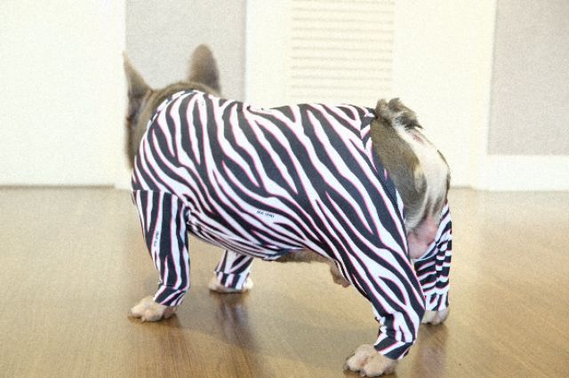 ภาพสินค้าชุดเก็บขนCrazydog Pinkie Zebra จากร้าน crazydogth บน Shopee ภาพที่ 3