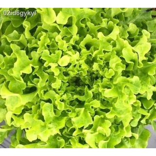 เมล็ดพันธุ์ผักสลัด hydroponic 9 ชนิด ชนิดละ 100 เมล็ดรวม 900 เมล็ด (ชุด 9 ชนิด)