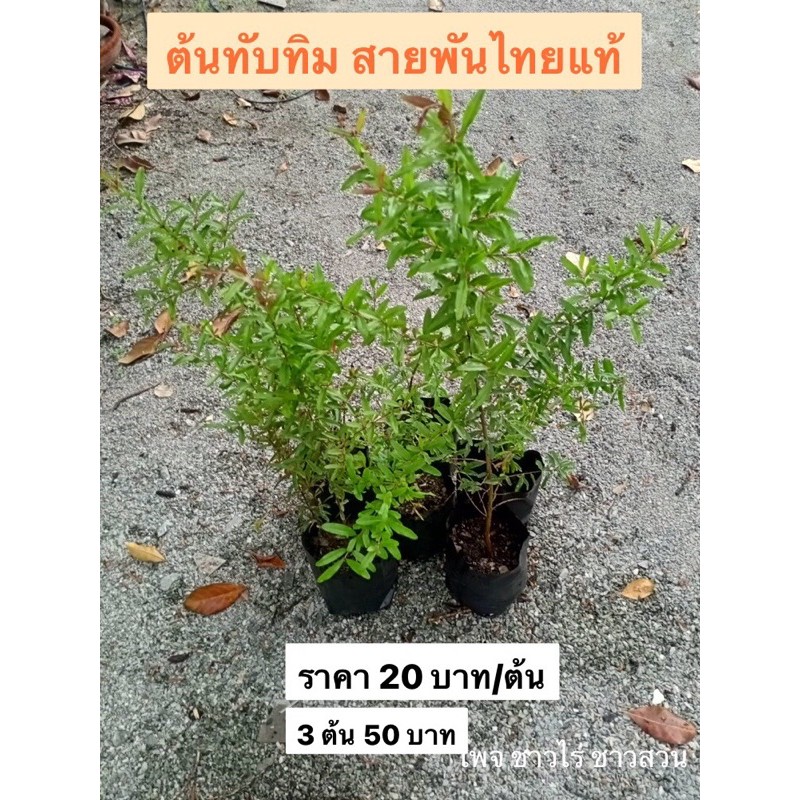 ต้นทับทิม-สายพันธุ์ไทยแท้