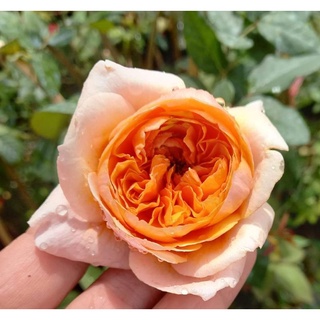 กุหลาบเลื้อยดอกหอมสีส้ม crown princess rose