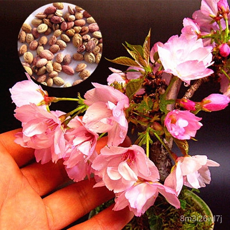 รับประกันหลังการขายงอก100-บอนสี-30เมล็ด-colorful-japanese-sakura-seeds-for-planting-beautiful-flower-seed-เมล็ดดอกไม้