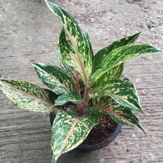 อโกลนีมา อัญมณีกลาย 🌿 Aglaonema White Unyamane