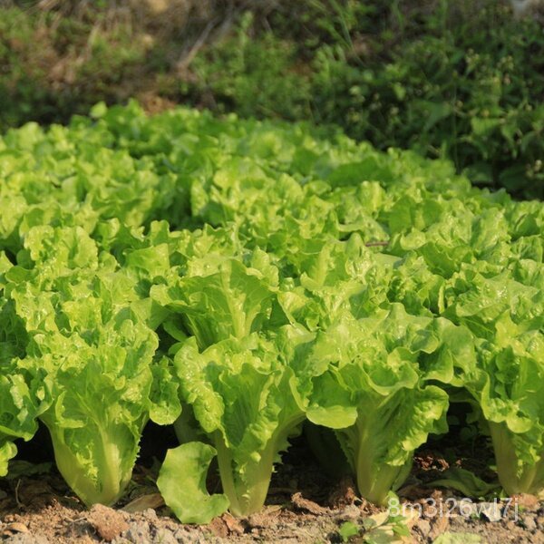 ถูก-ใหม่-สายพันธุ์บอนสี-เมล็ดพันธุ์-150-เมล็ด-lettuce-seeds-เมล็ดบอนสี-บอนสีหายาก-เมล็ดพันธุ์ผัก-พันธุ์ไม้ผล-เมล็ดดอก-u6