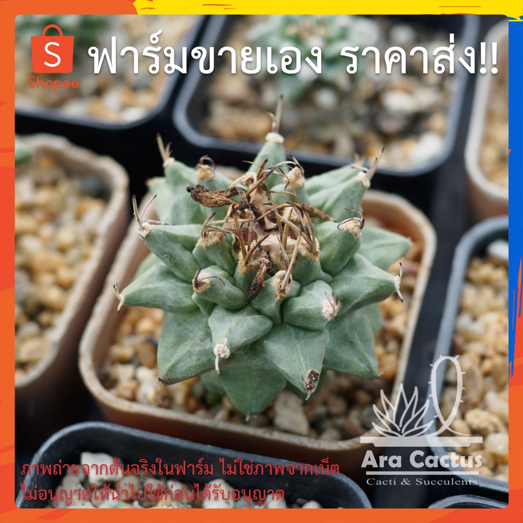 สวนขายเอง-เทอบิอะลอนซอย-turbinicarpus-alonsoii-ไซส์กระถาง-2-นิ้ว-แคคตัส-กระบองเพชร-ต้นไม้ประดับ-อวบน้ำ-แคนตัส