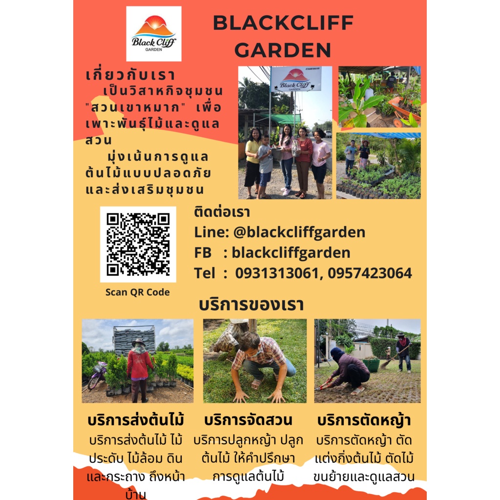 ต้นเพรชชมพู-blackcliffgarden-ไม้ใบ-ไม้ในร่ม-ไม้ฟอกอากาศ