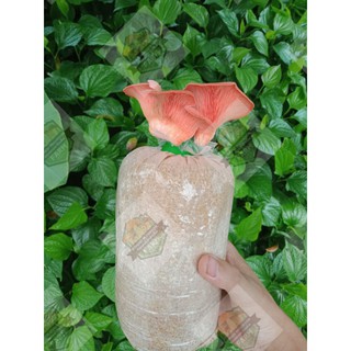 สินค้า [พร้อมส่ง] ก้อนเห็ดนางนวลชมพู ชุด 10 ก้อน เชื้อเดิน 100% Organic 100% by HomdoimushroomFarm  รับประกันออกดอก