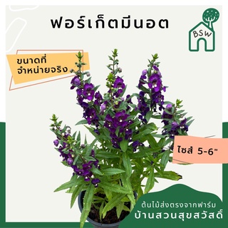 ต้นฟอร์เก็ตมีน็อต forget me not ต้นอย่าลืมฉัน ไม้ดอกความหมายดี นิยมให้เป็นของขวัญ
