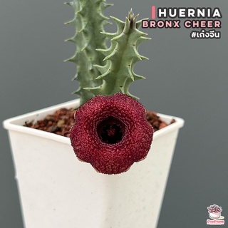 เก๋งจีน Huernia Bronx Cheer แคคตัส กระบองเพชร cactus&amp;succulent