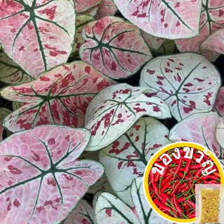 เมล็ดพันธุ์เมล็ดพันธุ์เมล็ดพันธุ์พืชหายาก Bicolor Caladium นสําหรับตกแต่งส50 เมล็ด (ไม่ใช่พืชที่มีชีวิต)