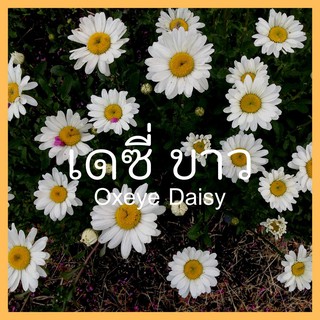 สินค้า เมล็ดพันธุ์พืชดอกไม้ ดอกเดซี่ขาว 50 เมล็ด  Daisy Oxeye seed  เมล็ดพันธุ์แท้ ราคาถูก คุณภาพดี ปลูกง่าย