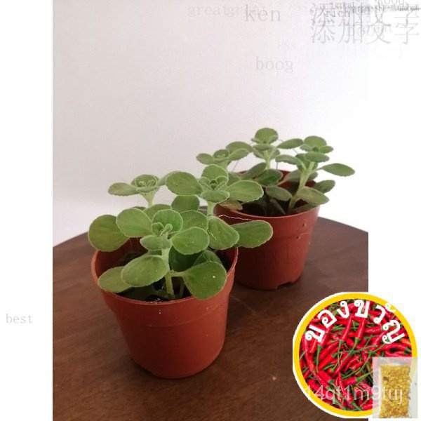 live-plant-cuban-oregano-อัตราแลกเปลี่ยนเปโซคิวบาออริกาโน่-avor