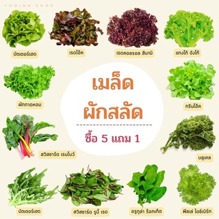 ภาพหน้าปกสินค้าเมล็ดผักสลัด ( ซื้อ 5 แถม 1) เคล คอส บัตเตอร์เฮด กรีนโอ๊ค เรดโอ๊ค บัตเตอร์ครั๊นซ์ สวิสชาร์ด ปารีสไวท์คอส ร็อคเก็ต ที่เกี่ยวข้อง