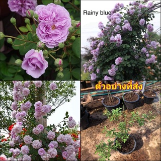 (1ต้น) ดอก ต้น กุหลาบ กุหลาบเลื้อยเรนนี่บลู  rainy blue rose กุหลาบ เลื้อย เรนนี่บลู buncha