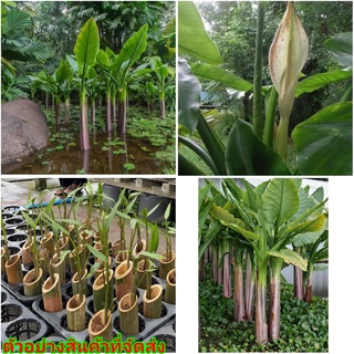 (1ต้น)(ขาย ต้นพันธุ์) ต้น กล้วยน้ำบราซิล - Typhonodorum lindleyanum กล้วยบราซิล หรือ กล้วยน้ำมาดากัสการ์ / แปลก / วชรกมล