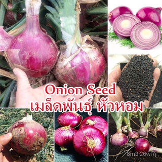 อินทรีย์ ต้น ดอก/ปลูกง่าย ปลูกได้ทั่วไทย ของแท้ 100% 200pcs เมล็ดพันธุ์ หัวหอม Onion Seed Vegetable Seed เมล็ L1PZ