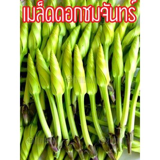 เมล็ดพันธุ์ ดอกชมจันทร์ ตรา สามเอ