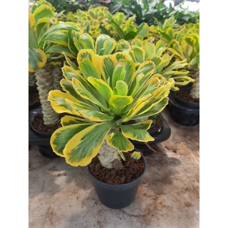 Euphorbia Poissonii ชื่อไทย ต้นมังกรทอง, ต้นทองอำพัน ในกระถาง 3 นิ้ว