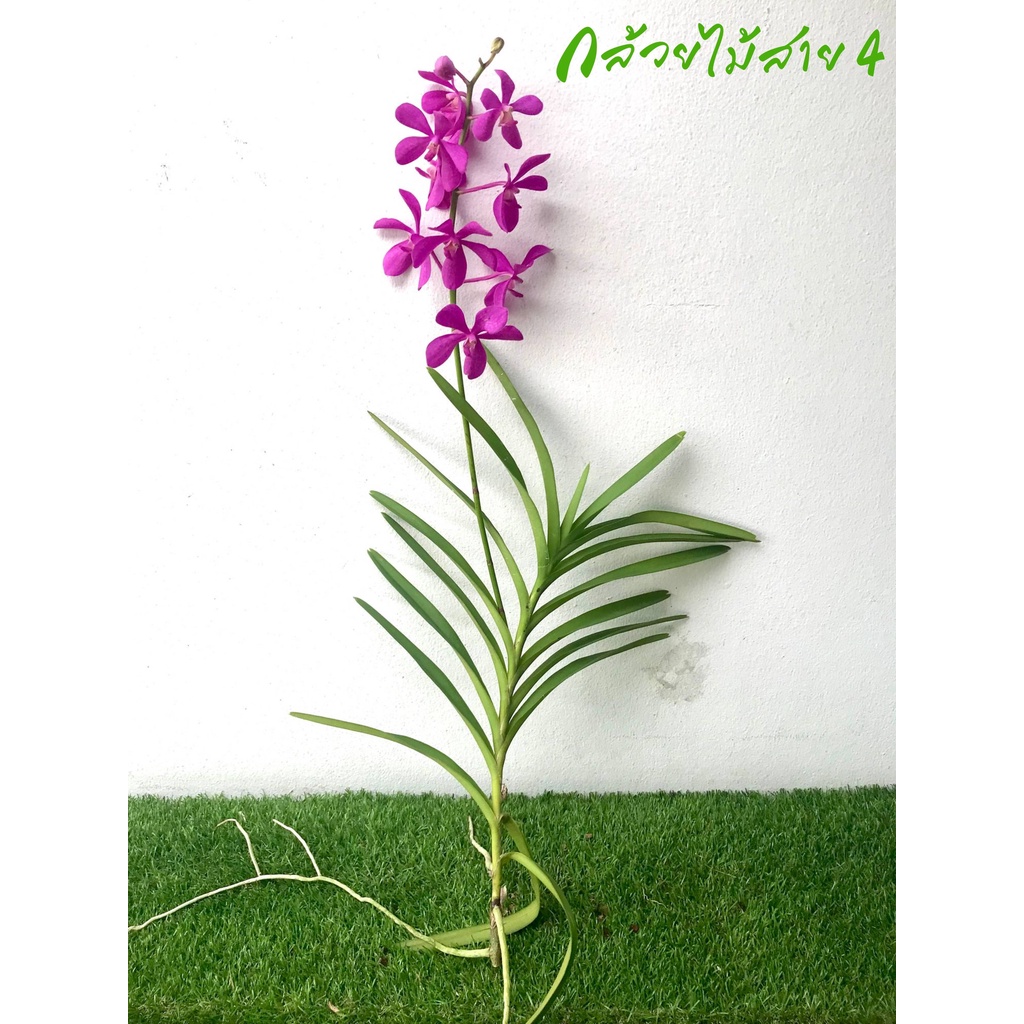 ต้นกล้วยไม้ม็อคคาร่าคาลิปโซ่ติดดอก-5-ต้น-ดอกสีม่วงสวย-flowering-mokara-purple-calypso-orchid-plants-สูง-70-ซม