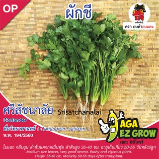 เมล็ดพันธุ์ ผักชีศรีสัชนาลัย บรรจุ 10 กรัม [โปรโมชั่น ซื้อ10ซอง แถมฟรี 1ซอง]