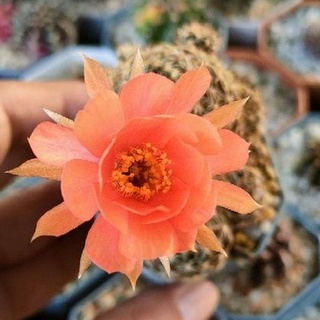 Cake Cactus Farm กระบองเพชร Lobivia hybrid no.79 โลบิเวีย ไฮบริด