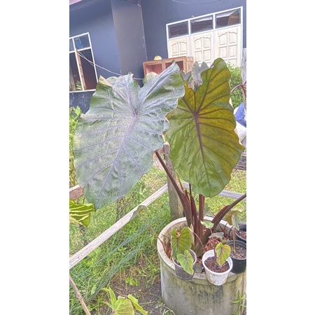 colocasia-black-onyx-โคโลคาเซีย-แบล็ค-โอนิกซ์