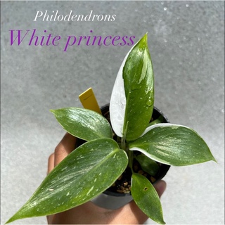 Philodendron white princess ไวท์ปริ้นเซส เจ้าหญิงหิมะ