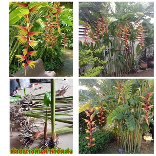 (ขาย หน่อพันธุ์) ดอก ต้น เหง้า หน่อ เฮลิโคเนีย heliconia Temptress เทมเทรส Nokair