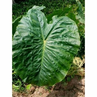 Colocasia green coral โคโลคาเซีย กรีน เคอเรล