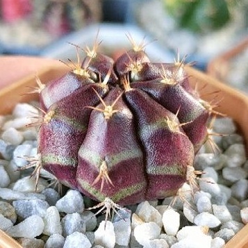 cake-cactus-farm-กระบองเพชร-gymnocalycium-mihanovichii-blueberry-cheese-cake-ยิมโน-บลูเบอรี่ชีสเค้ก