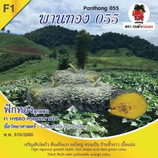 AGA SHOP เมล็ดพันธุ์ฟักทอง พานทอง055