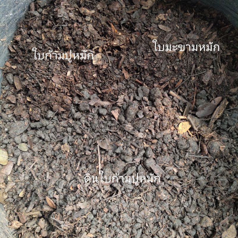 ดินปลูกบอนสี-สูตรผสมใบมะขาม-เร่งการกัดสี