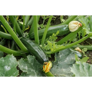 ซูกินี zucchini เมล็ดพันธุ์  10-30 เมล็ด (ซื้อ 10 เเถม 1 คละได้)