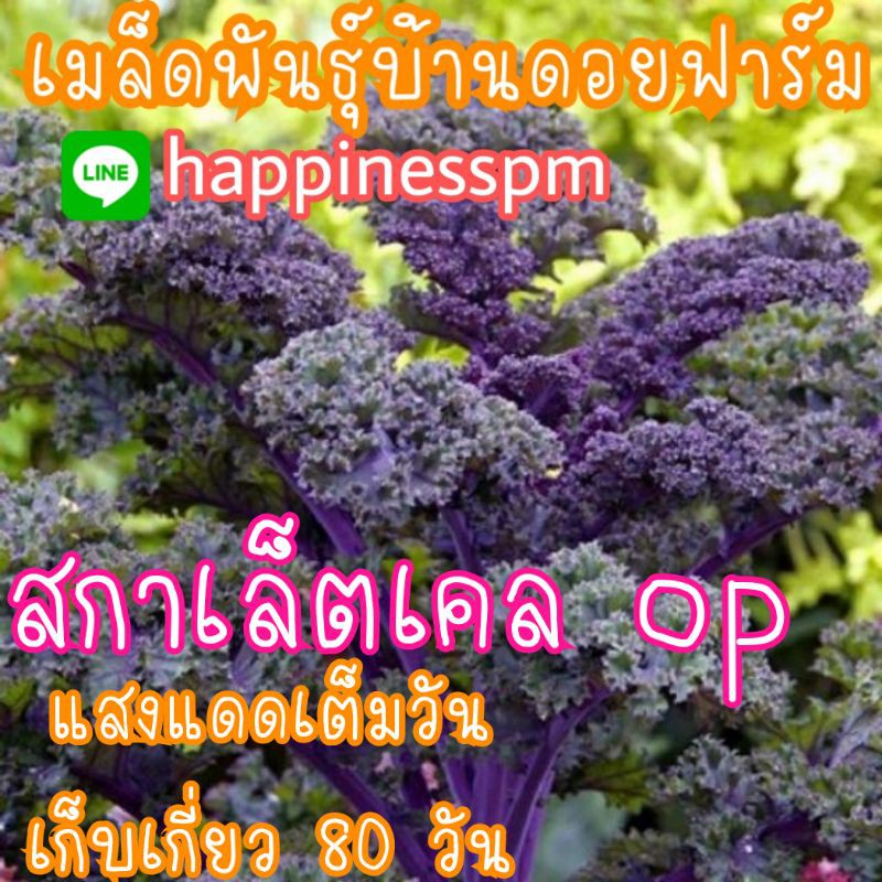 120-เมล็ด-เคล-ม่วง-คะน้าใบหยิกม่วง-สกาเล็ตop-kale-scarlet-op-เมล็ดพันธุ์
