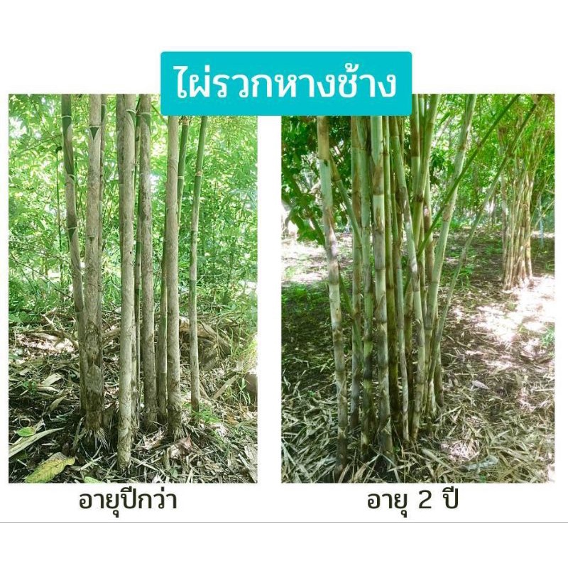 ไผ่รวกหางช้าง-ไผ่ใช้ลำ-ไผ่สวยงาม-ไผ่มงคล-ไผ่รวก