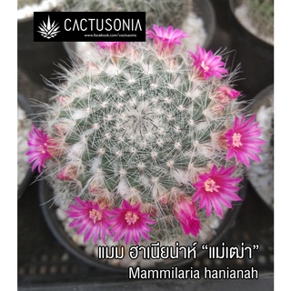 แมมแม่เฒ่า ต้นใหญ่ ไซท์ให้ดอก แมมมิลาเรีย Mammillaria Hahniana แคคตัส Cactus แคนตัส กระบองเพชร