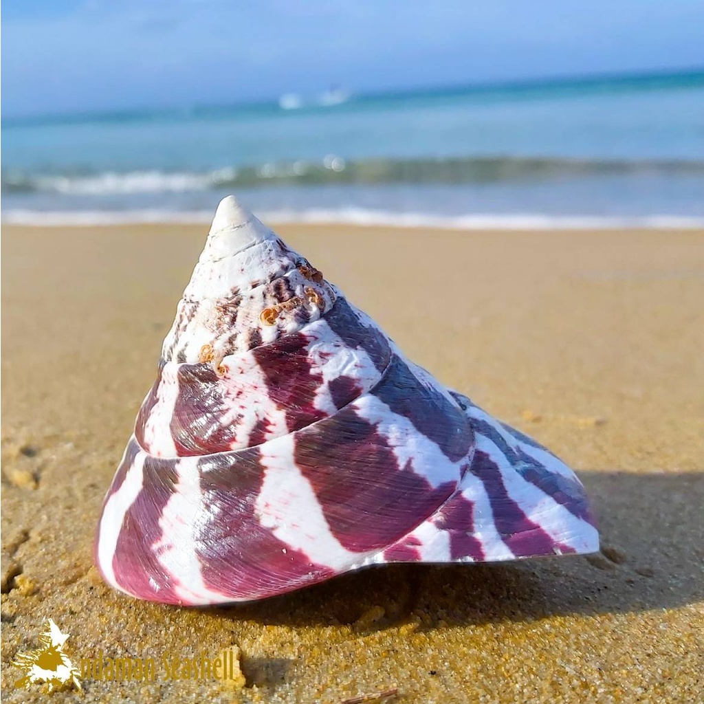 andaman-seashell-เปลือกหอย-เปลือกหอยนมสาวลายแดง-tectus-niloticus