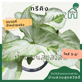 ทรีคิง กระถาง 5-6 นิ้ว syngonium สีด่างสวย