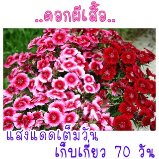 30 เมล็ด เมล็ดพันธุ์  ดอกผีเสื้อคละสี