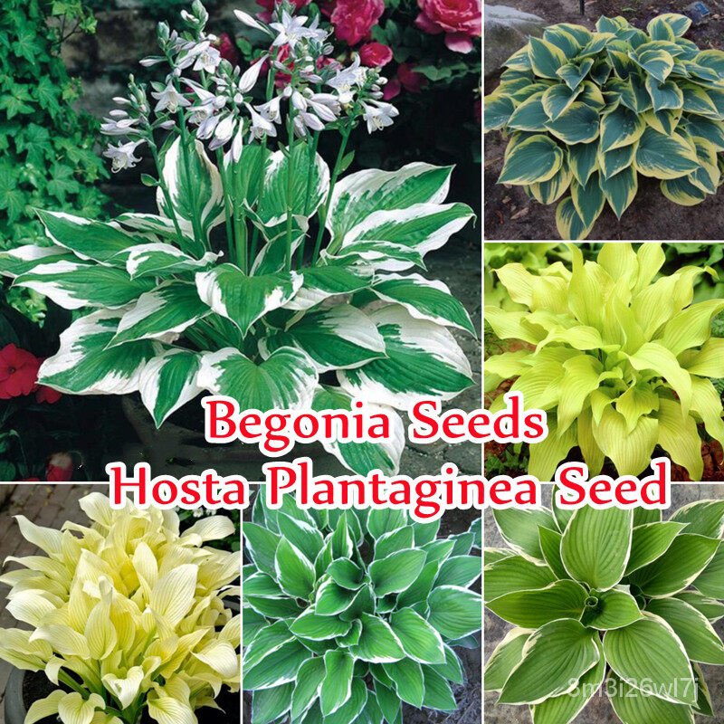 เมล็ดพันธุ์-ถูก-คละ-color-mixing-hosta-plantaginea-begonia-seeds-บรรจุ-50-ชิ้น-แพ็ค-ไม้ประดับ-แต่งบ้านและสวน-plants