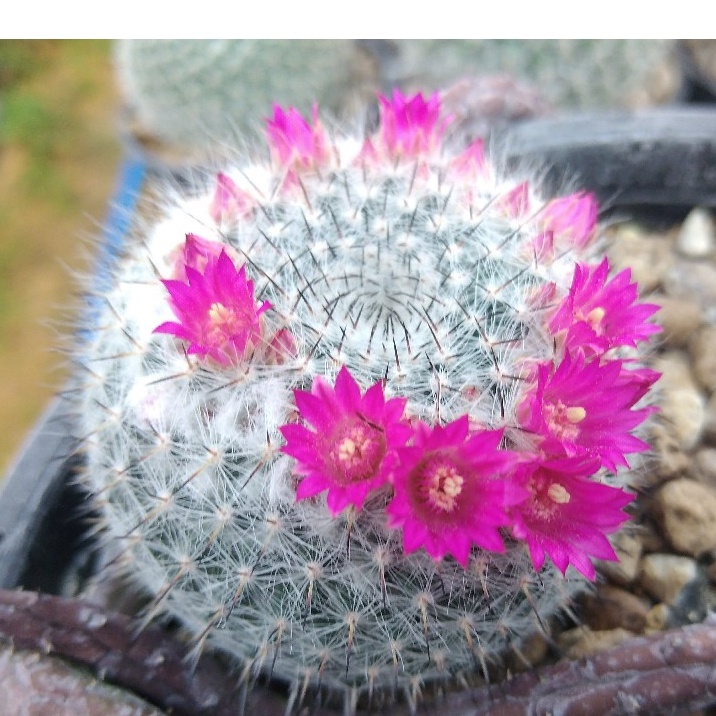 แมมแม่เฒ่า-mammillaria-hahniana-ขนาด-2-5-3-ซม-ต้นแคคตัส-ต้นกระบองเพชร-กรุณาอ่านรายละเอียดก่อนทำการสั่งซื้อครับ